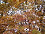 Japanese Maple in early November.