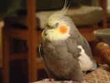 My uncle's cockatiel. Cockatoo? I'm not sure.