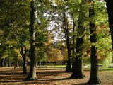 Bowne Park in Queens, New York.